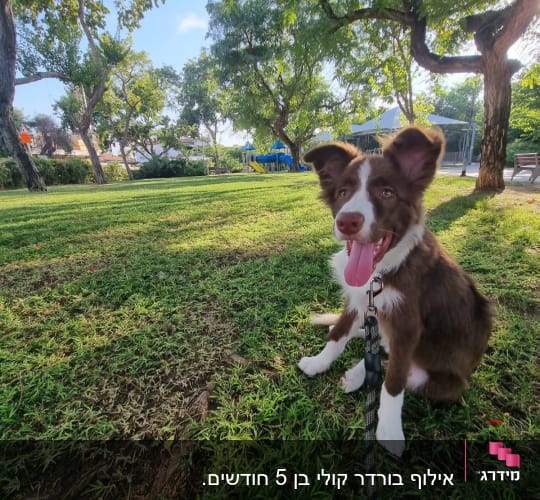 כלב עם רצועה יושב על דשא בפארק